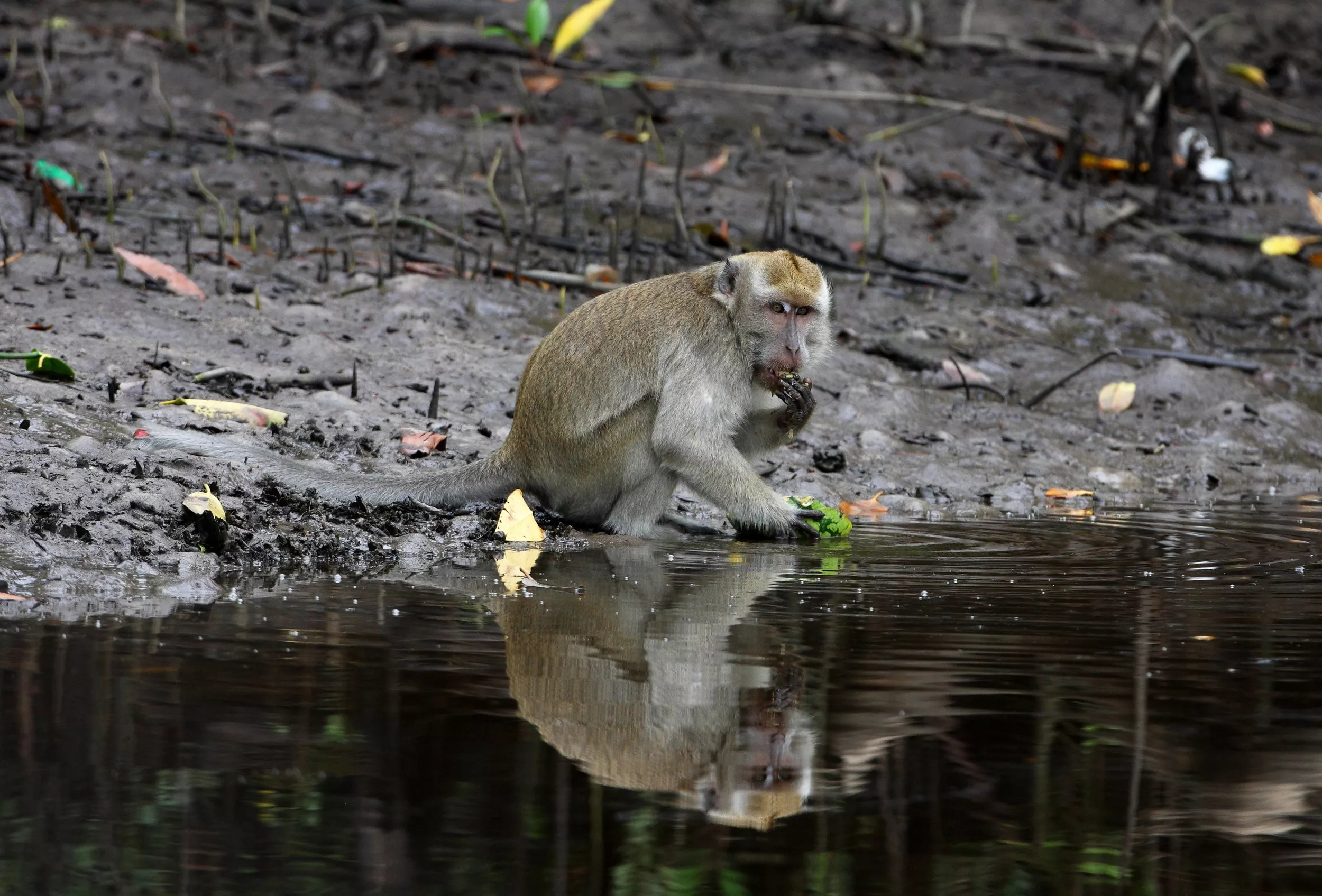 Scientists Discover Monkeys Use Stones as Sex Toys - Vimarsana News