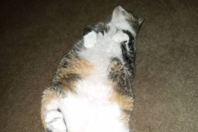Tickles the cat reader sub Tickles the cat reader sub