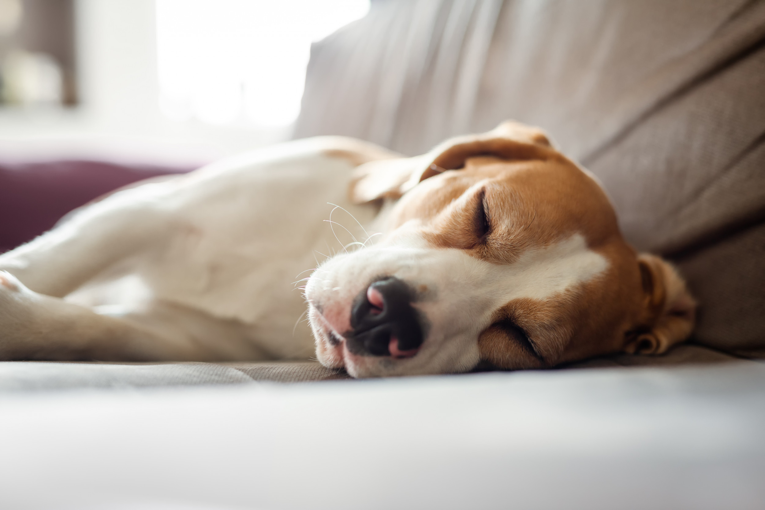 Dog sleeps with legs clearance straight out