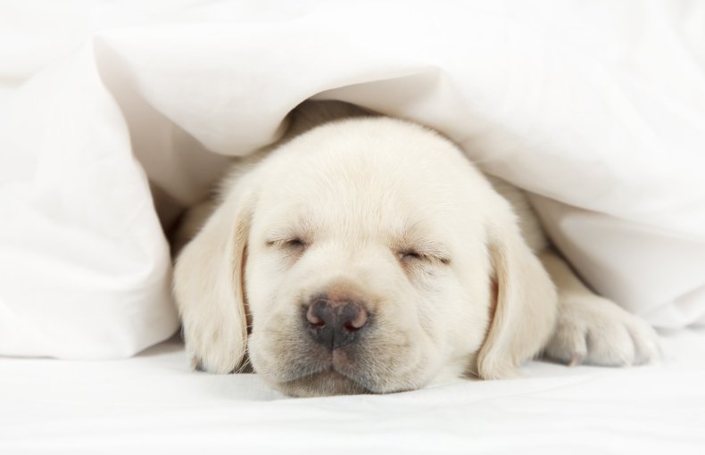 A dog sleeping under a blanket.