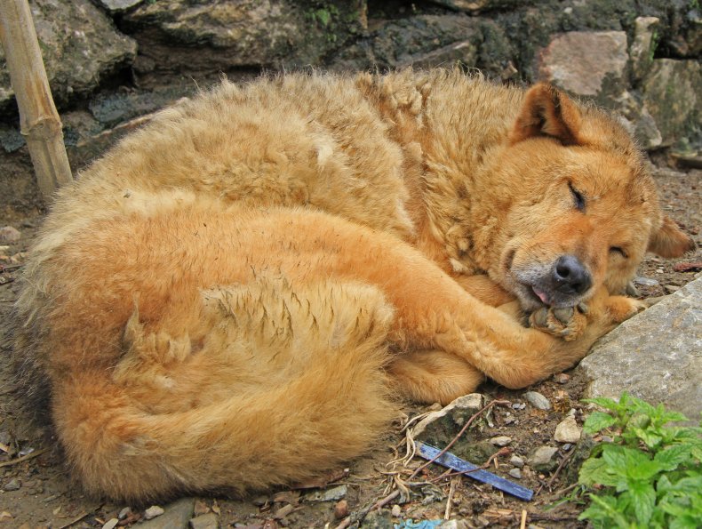 A dog sleeping in a curled-up position.