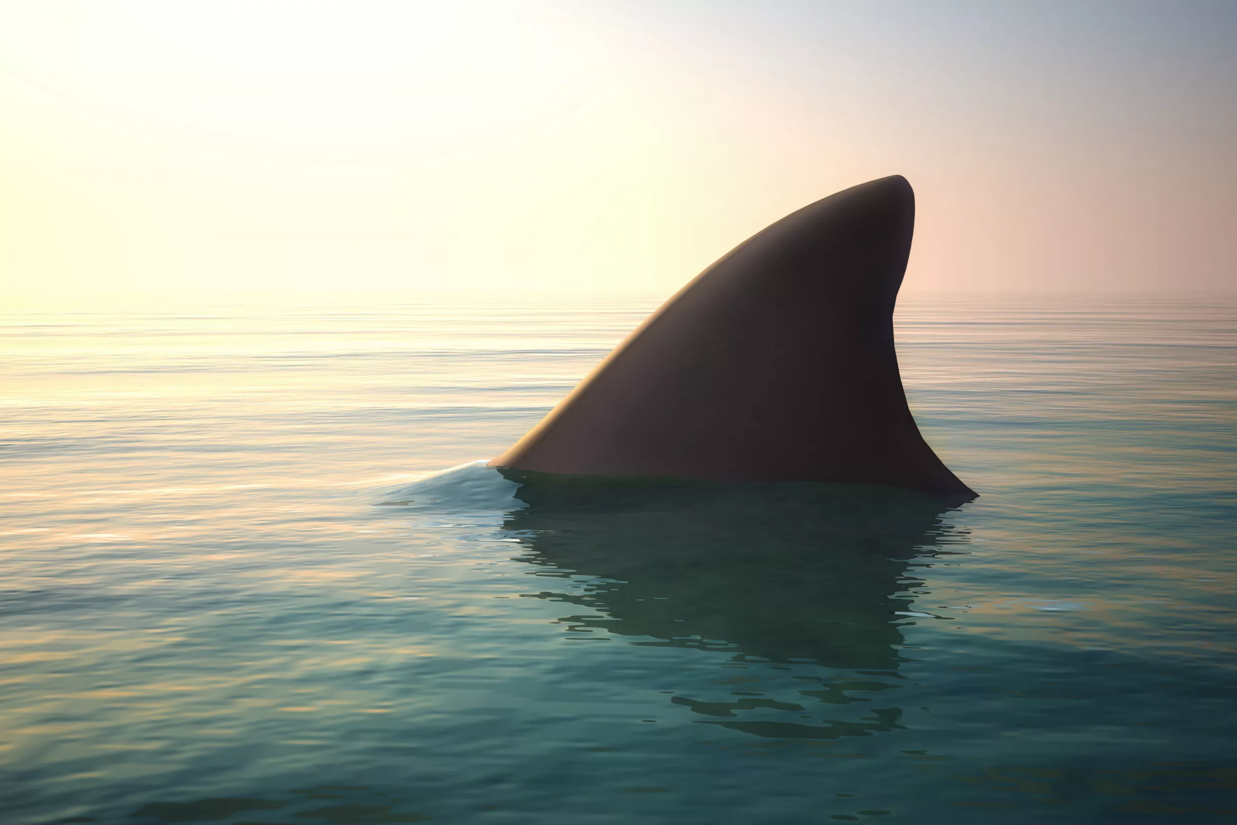 Two Shark Attacks Recorded at Myrtle Beach in Just One Day - Vimarsana News