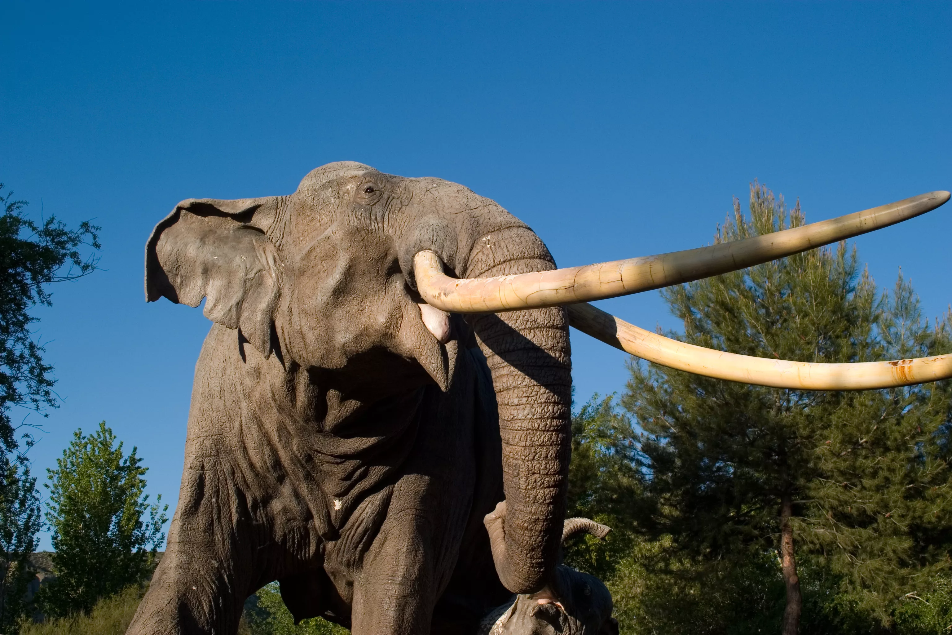 Elephant Rips Owner in Half After Making Him Work in Heat - Vimarsana News