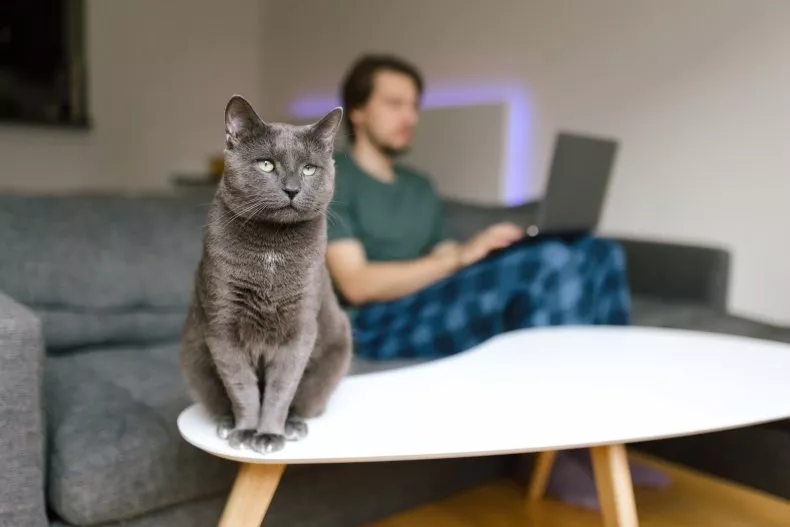 Cat vs. a Gaming Computer