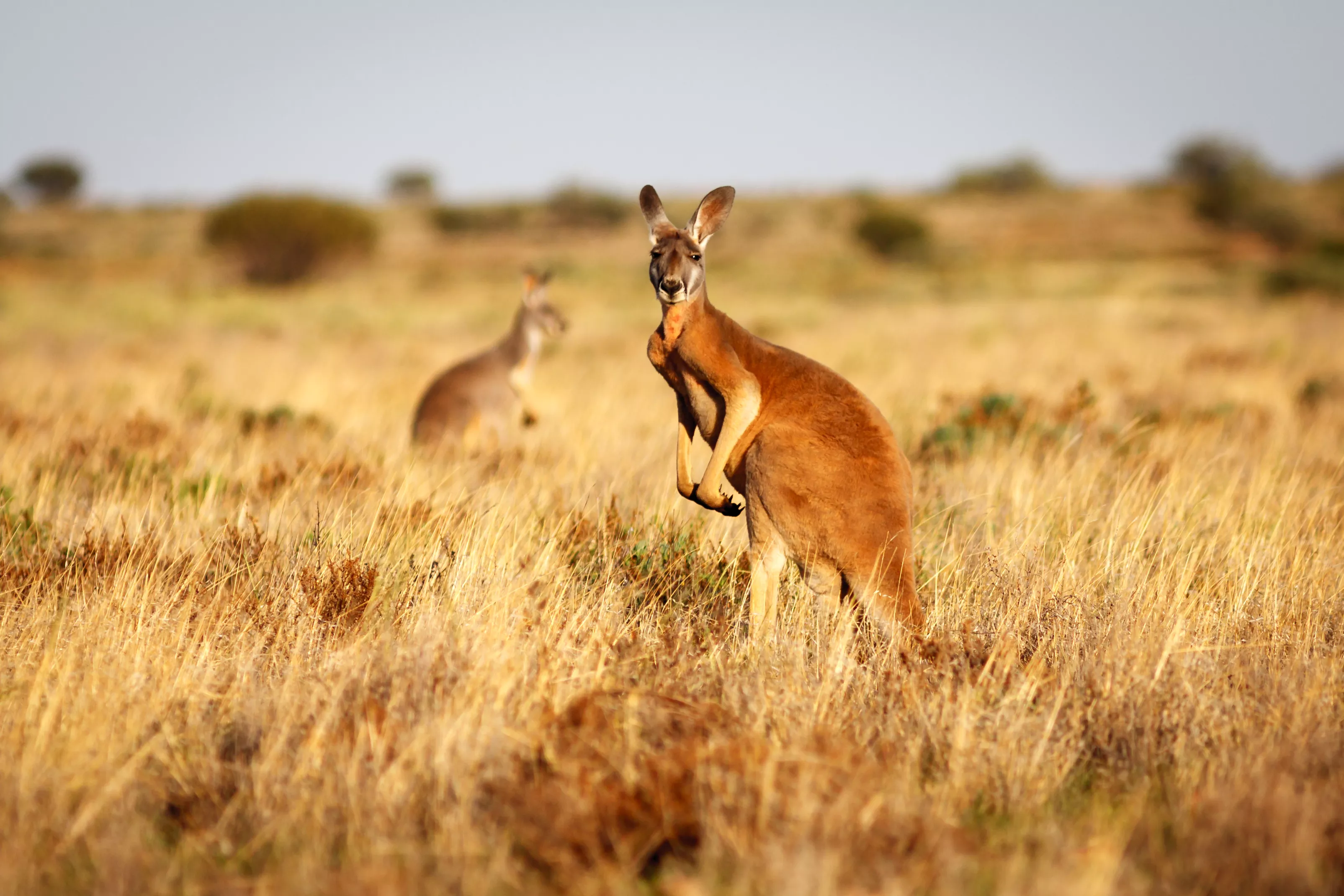 Mob of Kangaroos Overrun Town, Attacking People and Breaking Woman's Leg - Vimarsana News