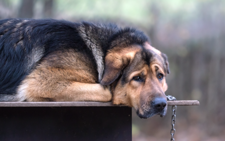 A dog looking depressed.