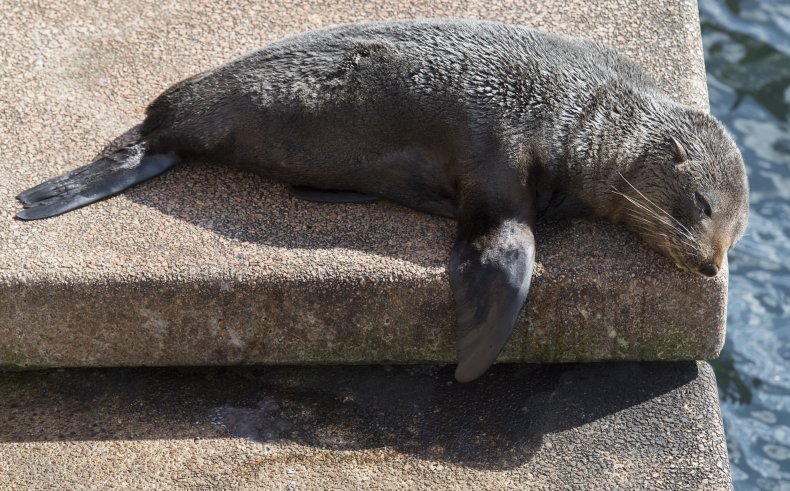 Fur seal breaks into New Zealand home