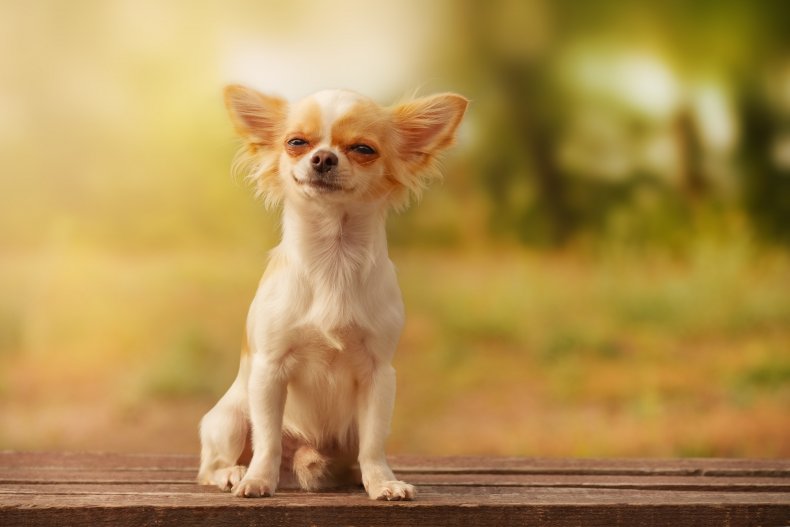 A Chihuahua puppy pictured outdoors. 