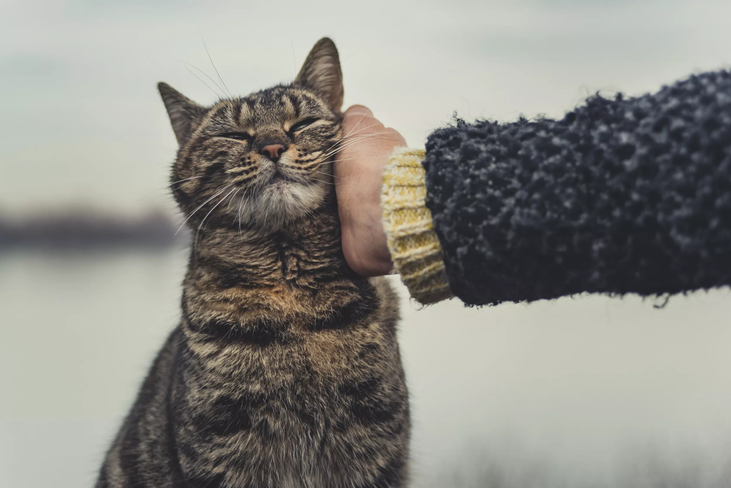 'Hero' Cat Credited With Saving Owner's Life: 'Knew Something Was Wrong' - Vimarsana News