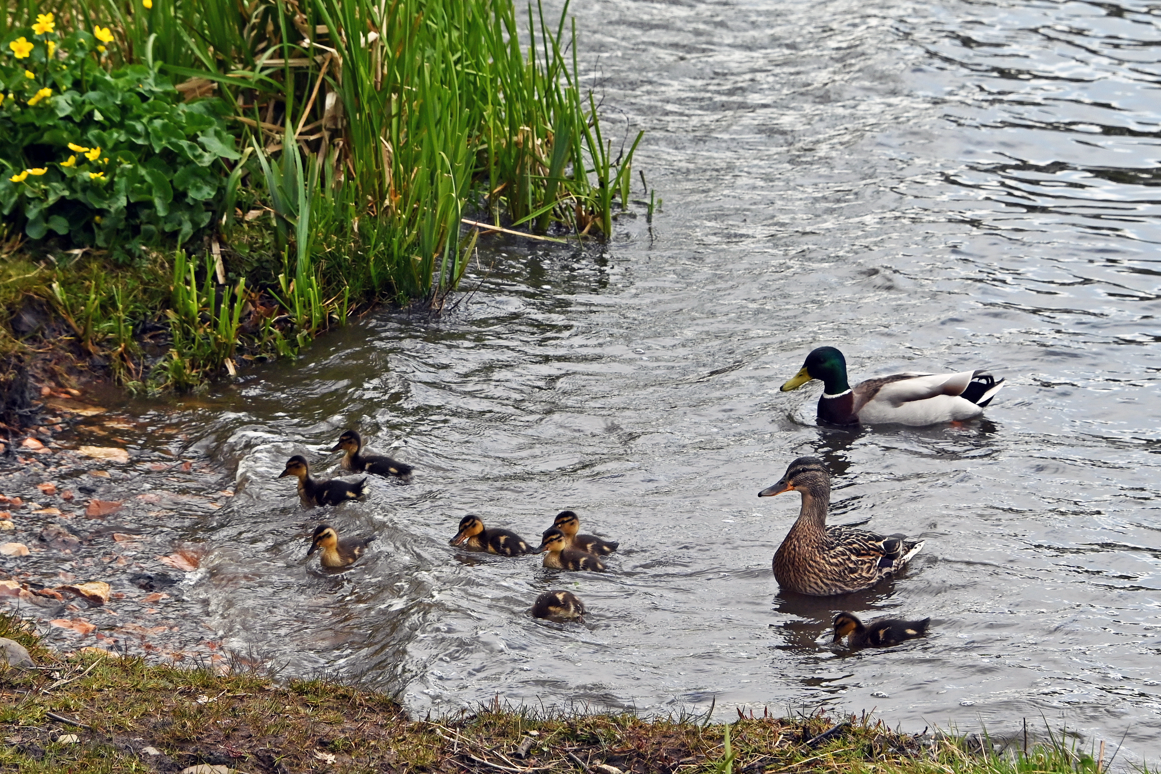 The Ducks and Turtles are Back!