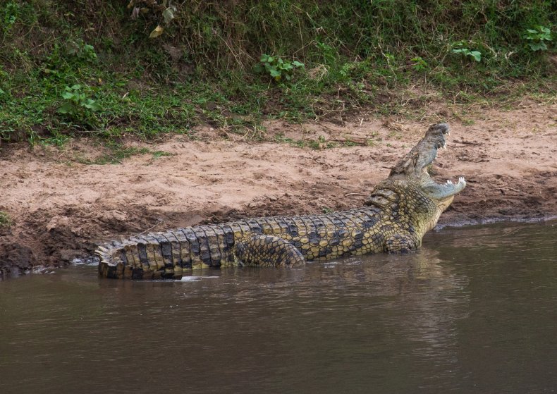 Huge Crocodile Swims by Onlookers