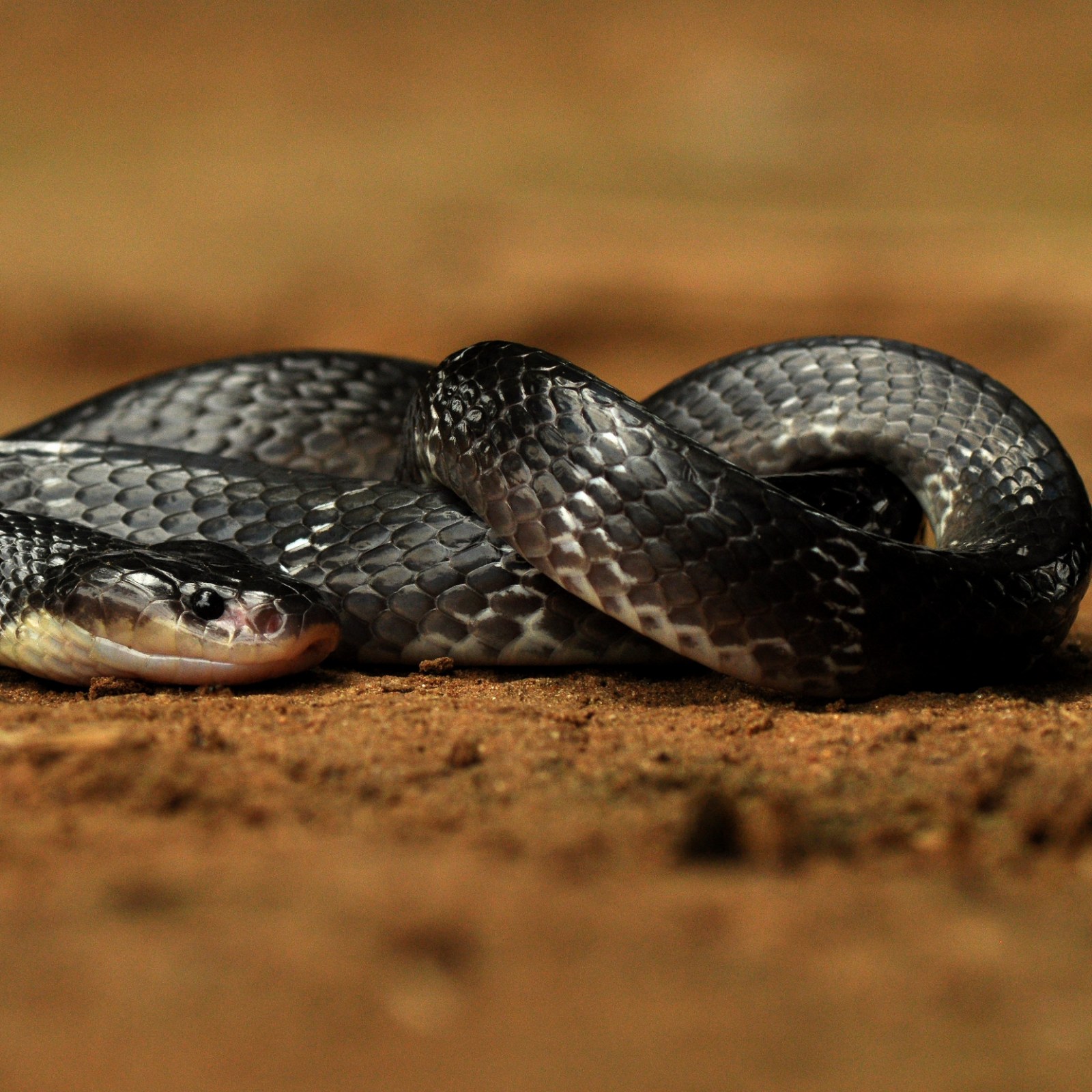 Small Indian Kraits