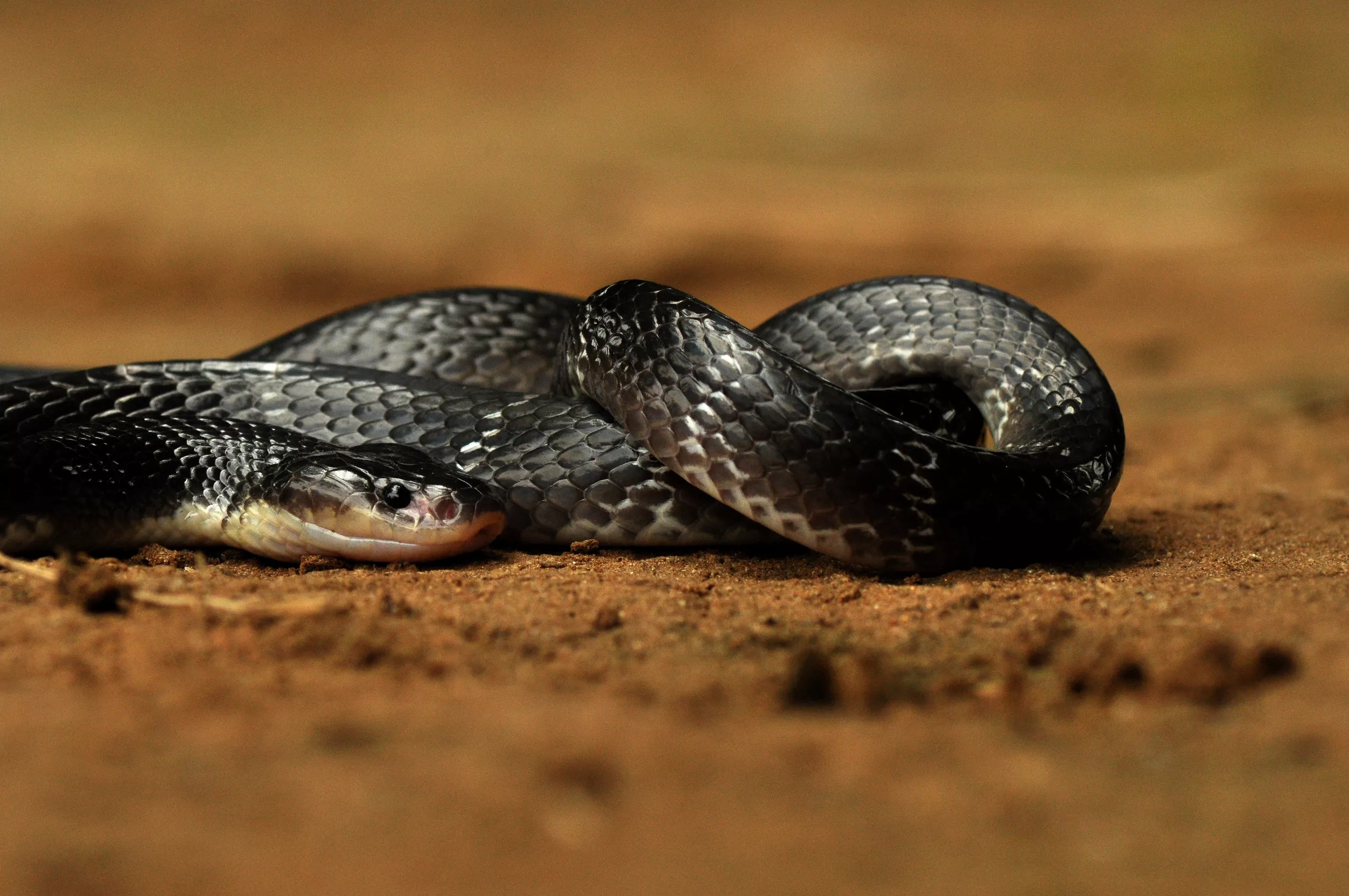 Man Showing Off With Snake Wrapped Around His Neck Gets Bitten to Death - Vimarsana News