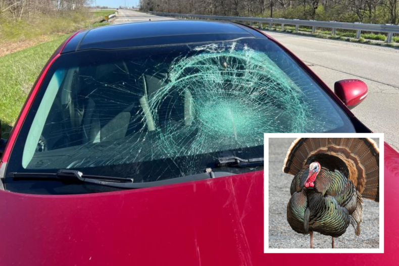 Car hit by wild turkey