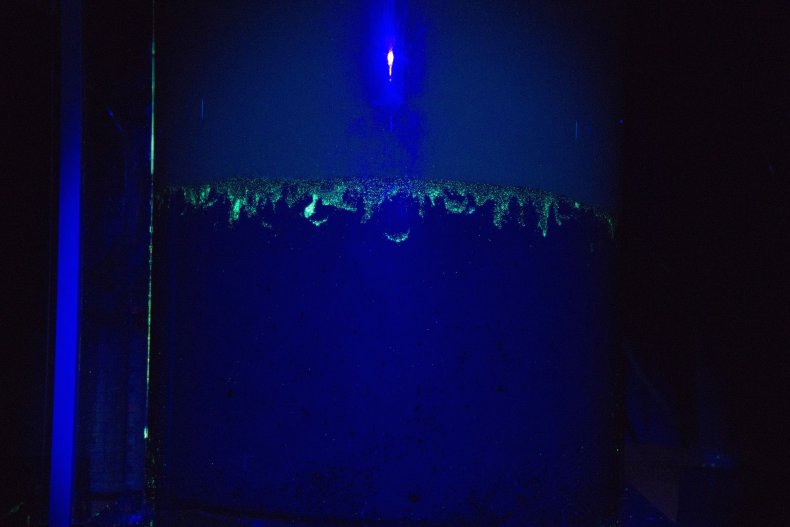 Digging of the animals transports the fluorescent