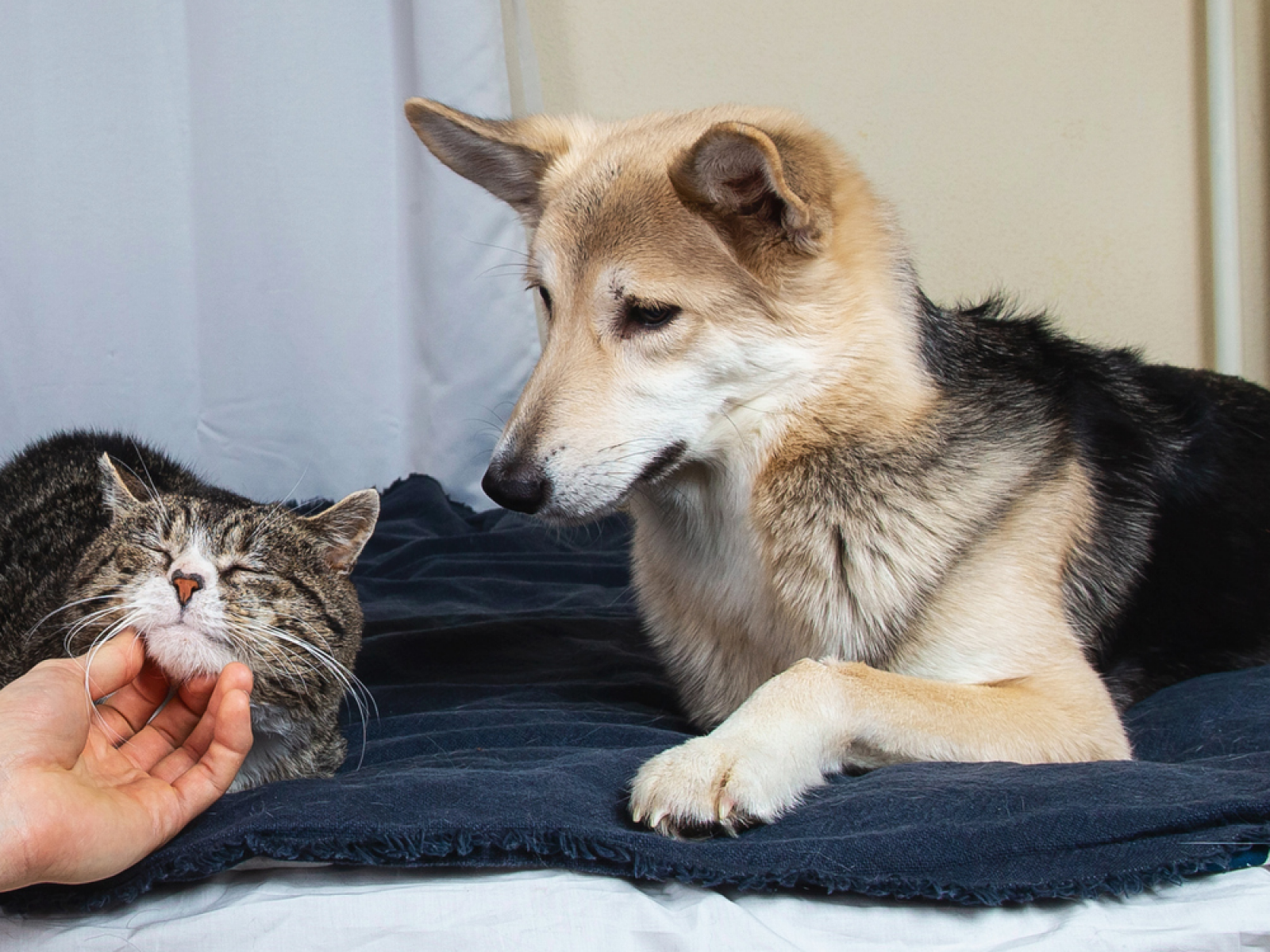 Dog petting deals cat