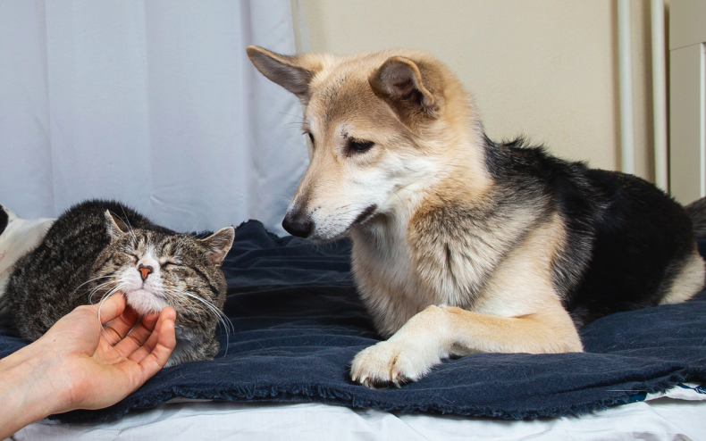Canine’s ‘Flabbergasted’ Response to Proprietor Petting Cat Has Viewers in Stitches Canine’s ‘Flabbergasted’ Response to Proprietor Petting Cat Has Viewers in Stitches