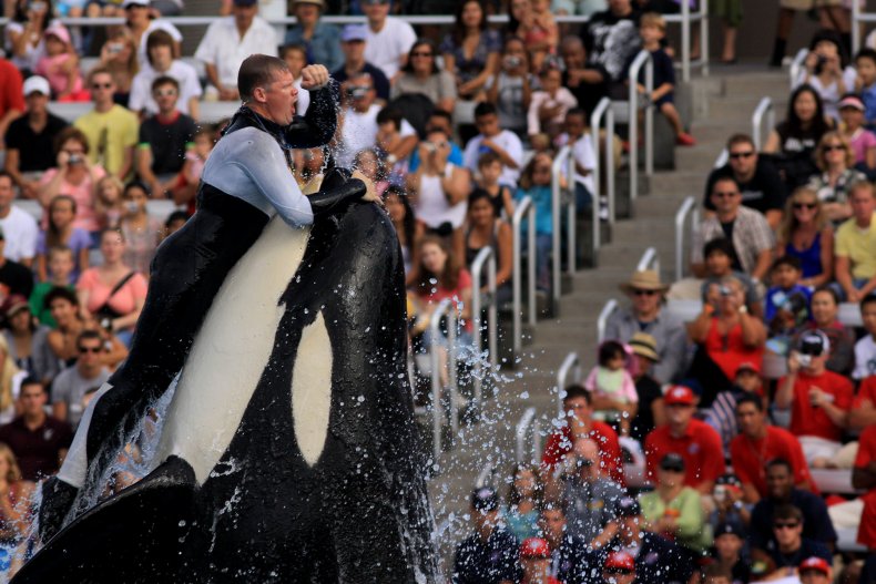 SeaWorld denies creating 'Jurassic World'-style hybrid orcas 2 sea world