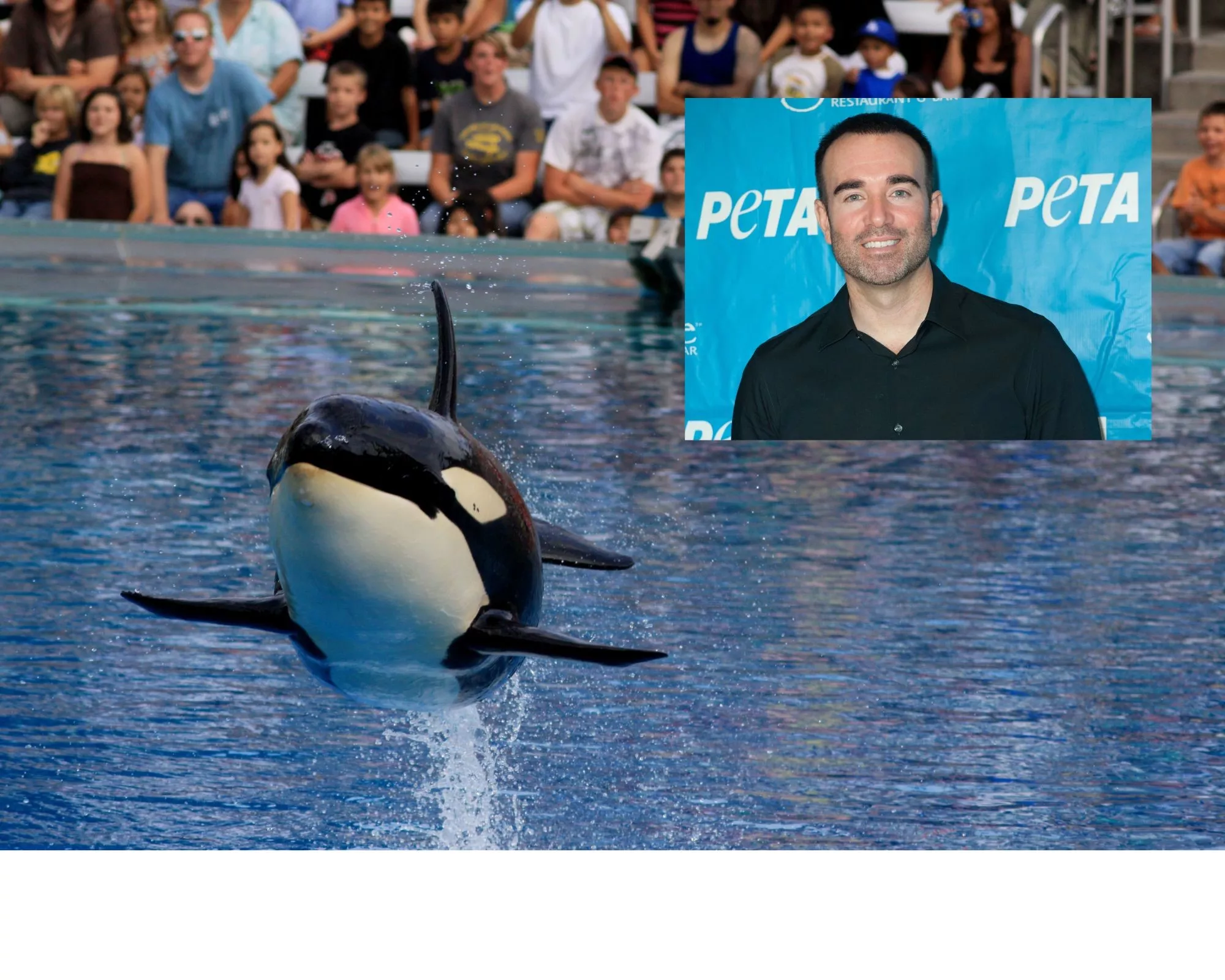 SeaWorld Denies It Created Hybrid 'Jurassic World'-Style Orcas - Vimarsana News