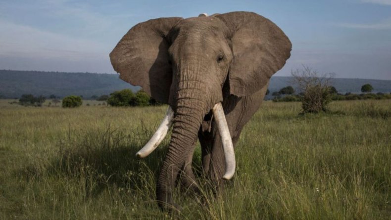 Elephant