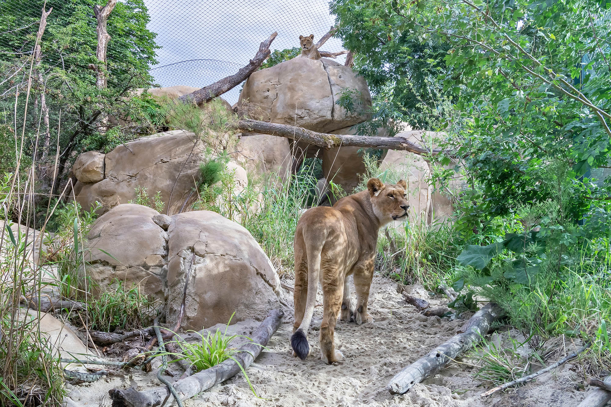Lions at World's Oldest Zoo Get Their Own 'Pride Rock' Newsweek