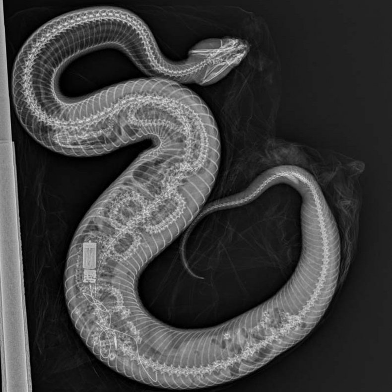 Consumed Burmese Python