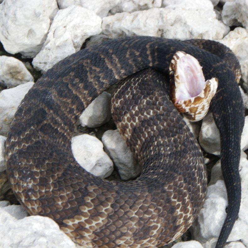 Cottonmouth snake