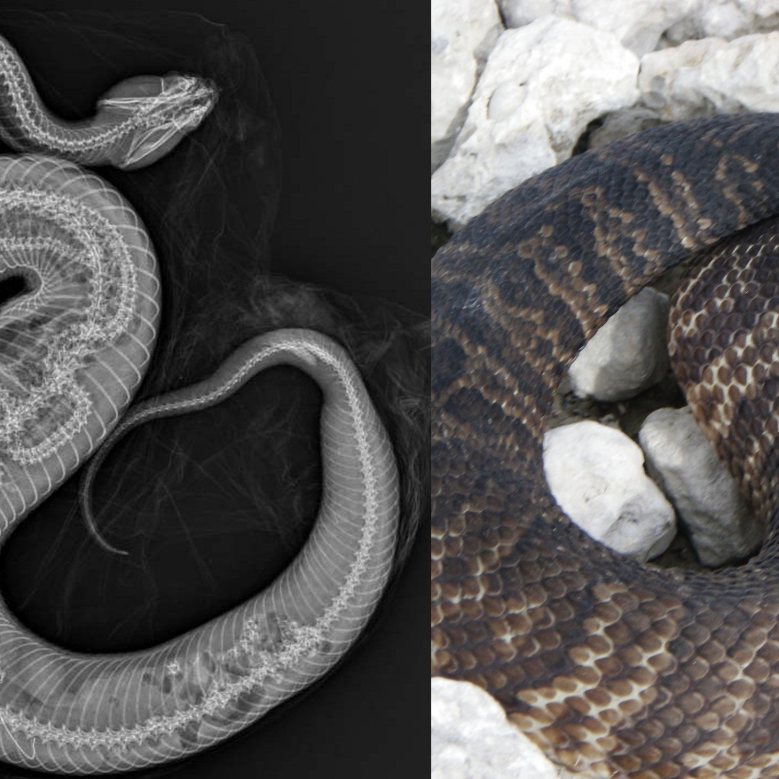 Big Snakes Eating People Video