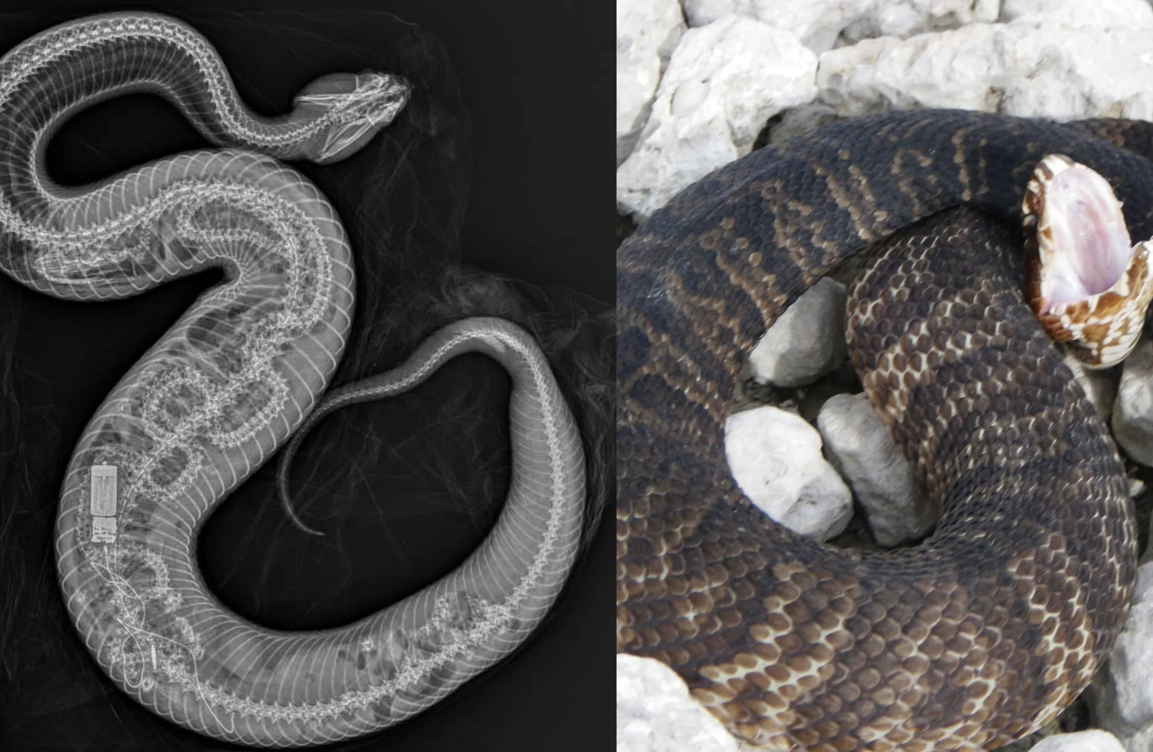 Cannibal Snake in Florida Eats Python as Chilling X-Ray Reveals Bones - Vimarsana News
