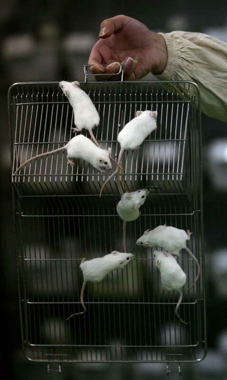 Mice