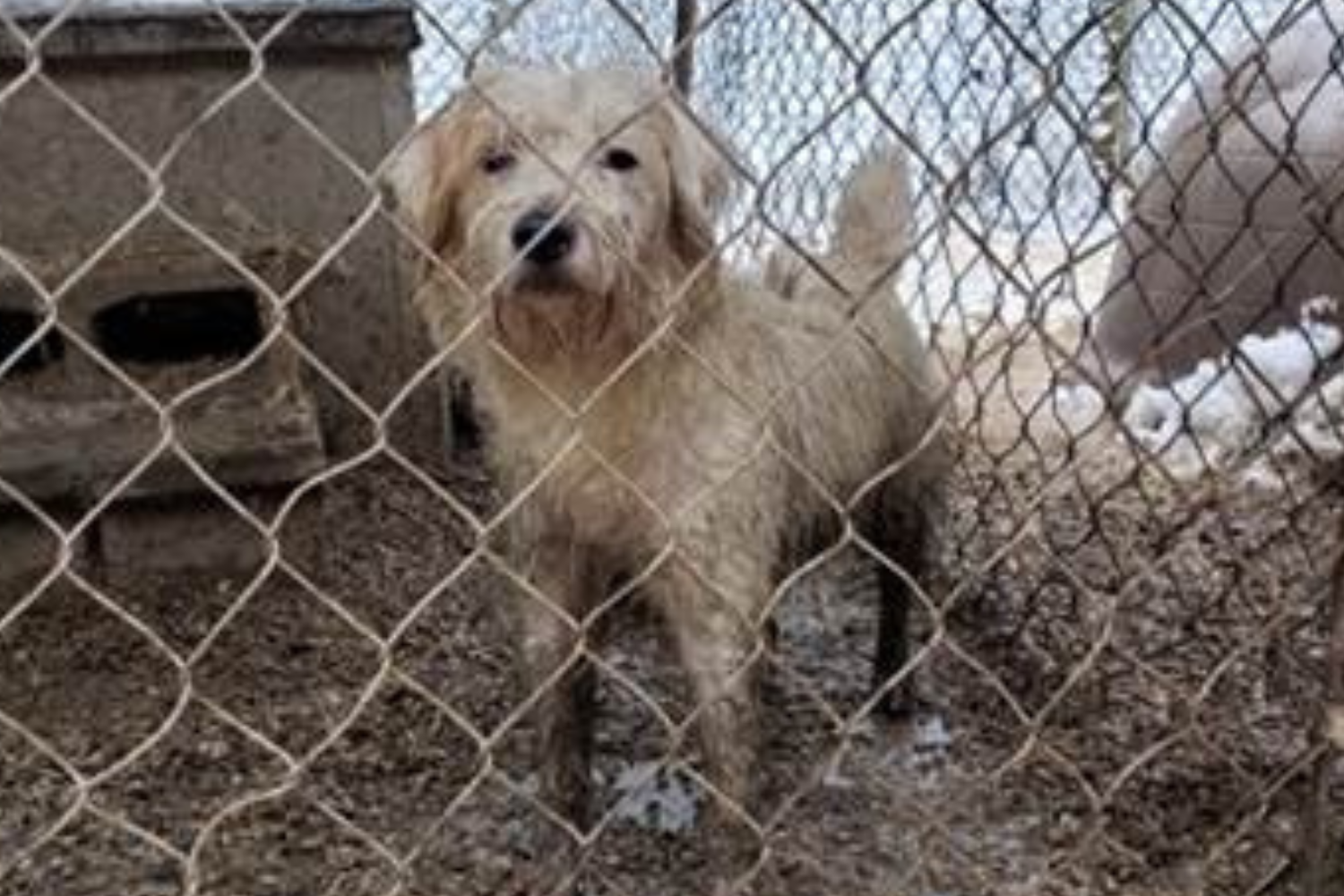 Dog on Brink of Death at Puppy Farm Makes Incredible Transformation Dog on Brink of Death at Puppy Farm Makes Incredible Transformation