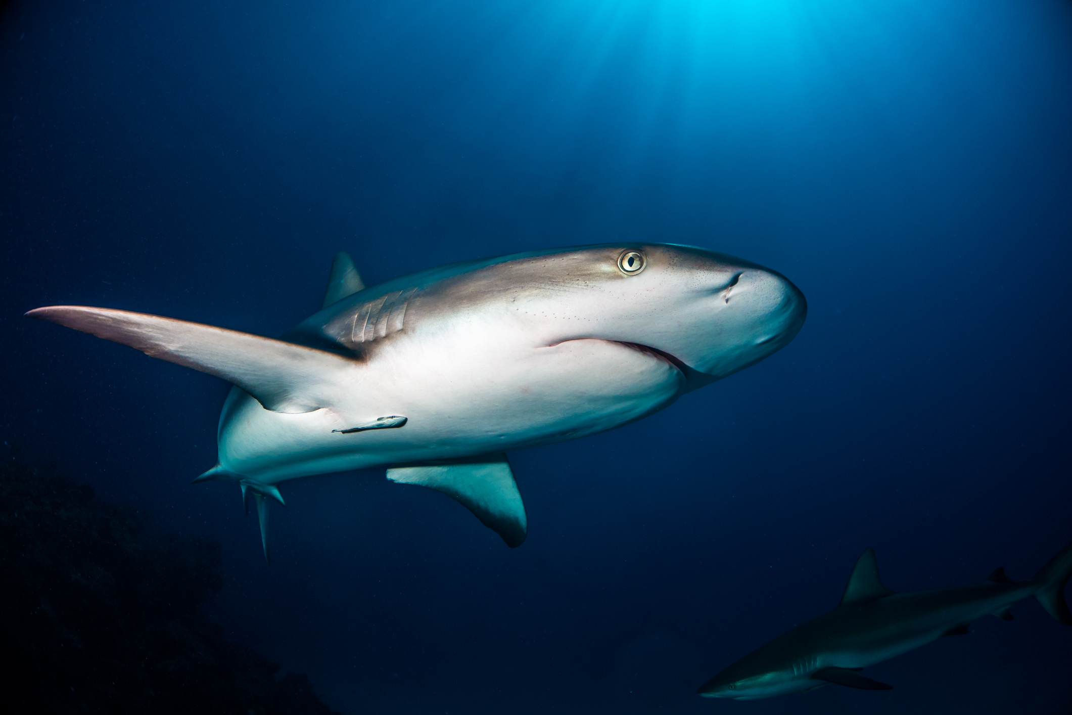 Scuba diver: How to prevent shark attack — on live shark