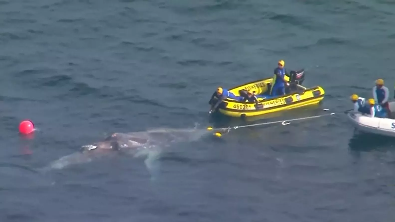 Sick, Starving Whale Riddled With Lice Saved From Shark Net - Vimarsana News