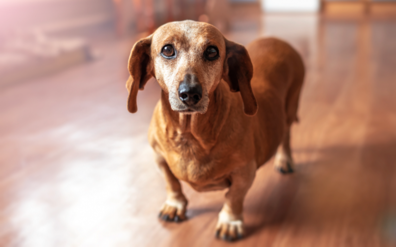 A Dachshund dog on a wooden floor.