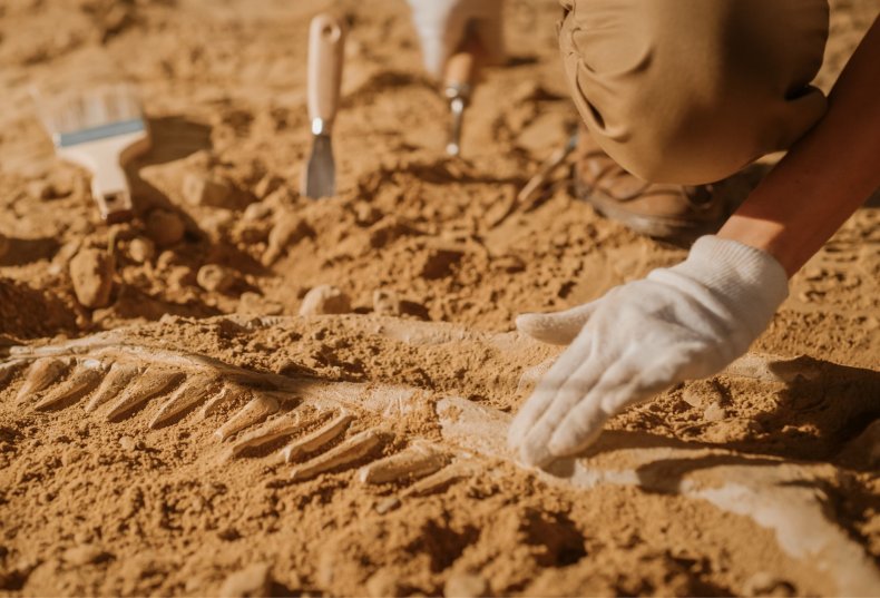 Nebraska Fisherman Reels in 90-Million-Year-Old Fossil - Newsweek