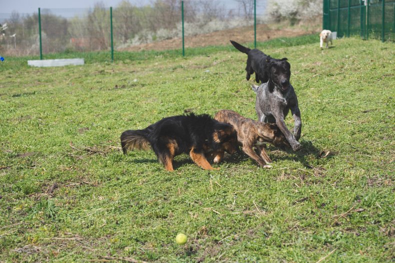 Group of dogs