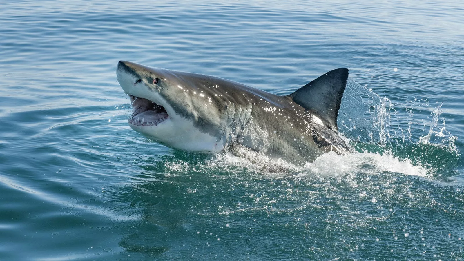 A 10' Great White breeched directly in front of me while surfing #sand, Great White Shark