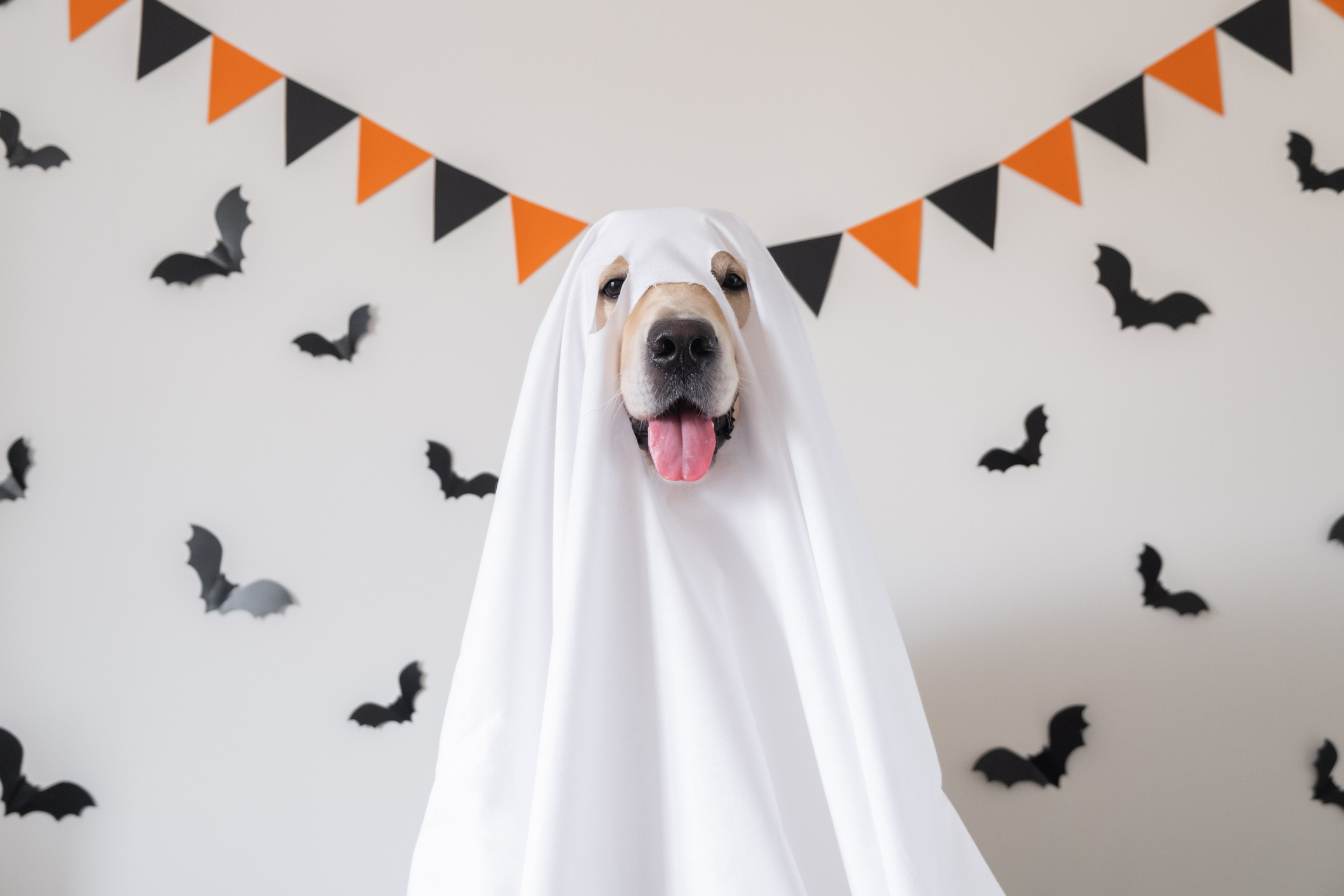 Golden Retriever Stuck in White Curtain Resembles a Ghost in Hilarious Clip