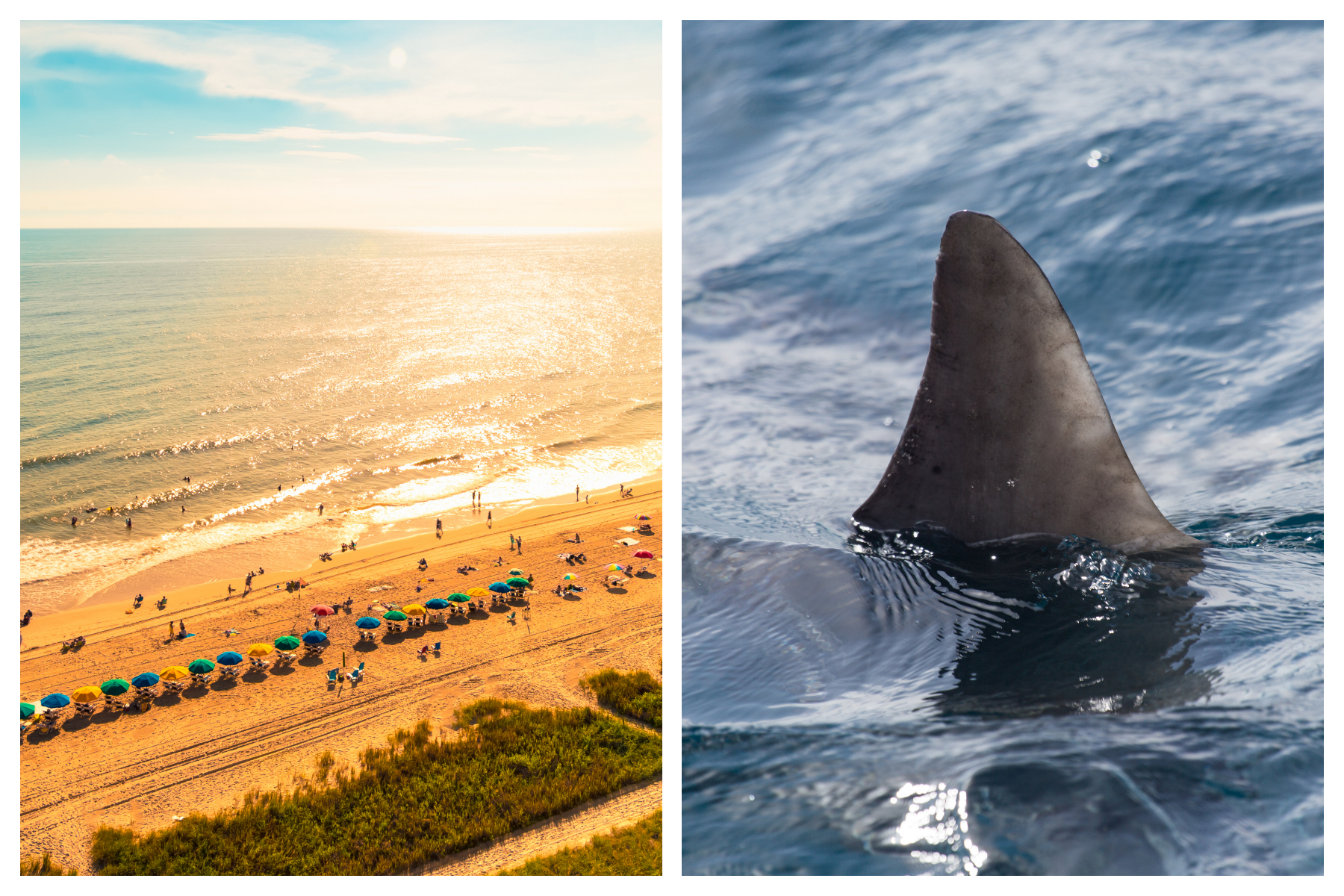 South Carolina: Dead shark washes up on Myrtle Beach