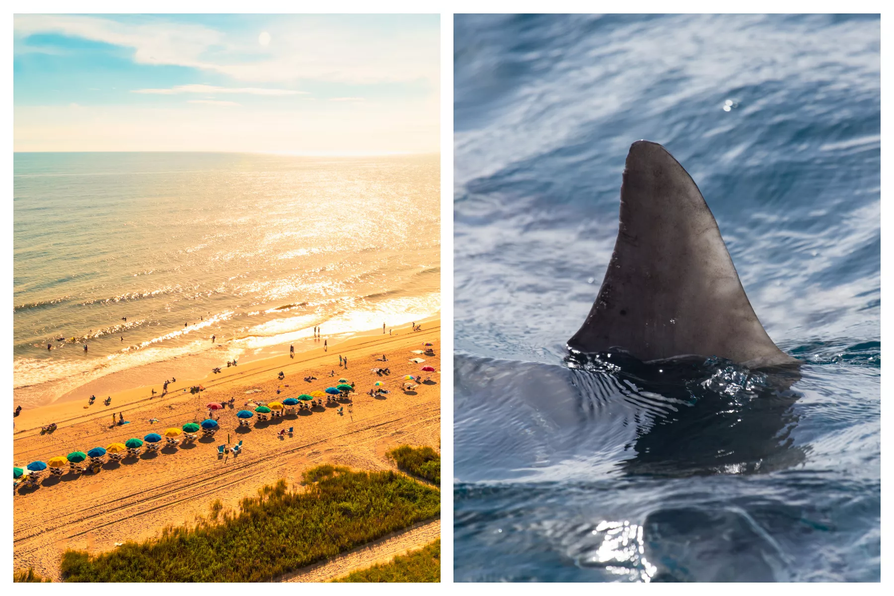 Myrtle Beach Shark Attack Was Watched by Victim's Grandson - Vimarsana News