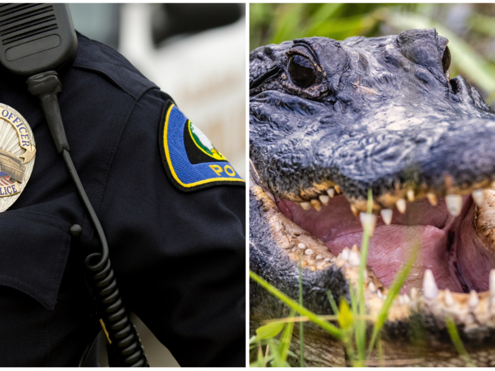 Alligator vs. Police: Watch Louisiana Officer Wrangle Gator in Backyard