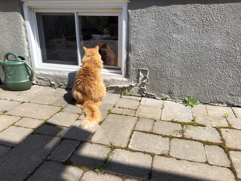 Cat Waits At Window For Dead Owner