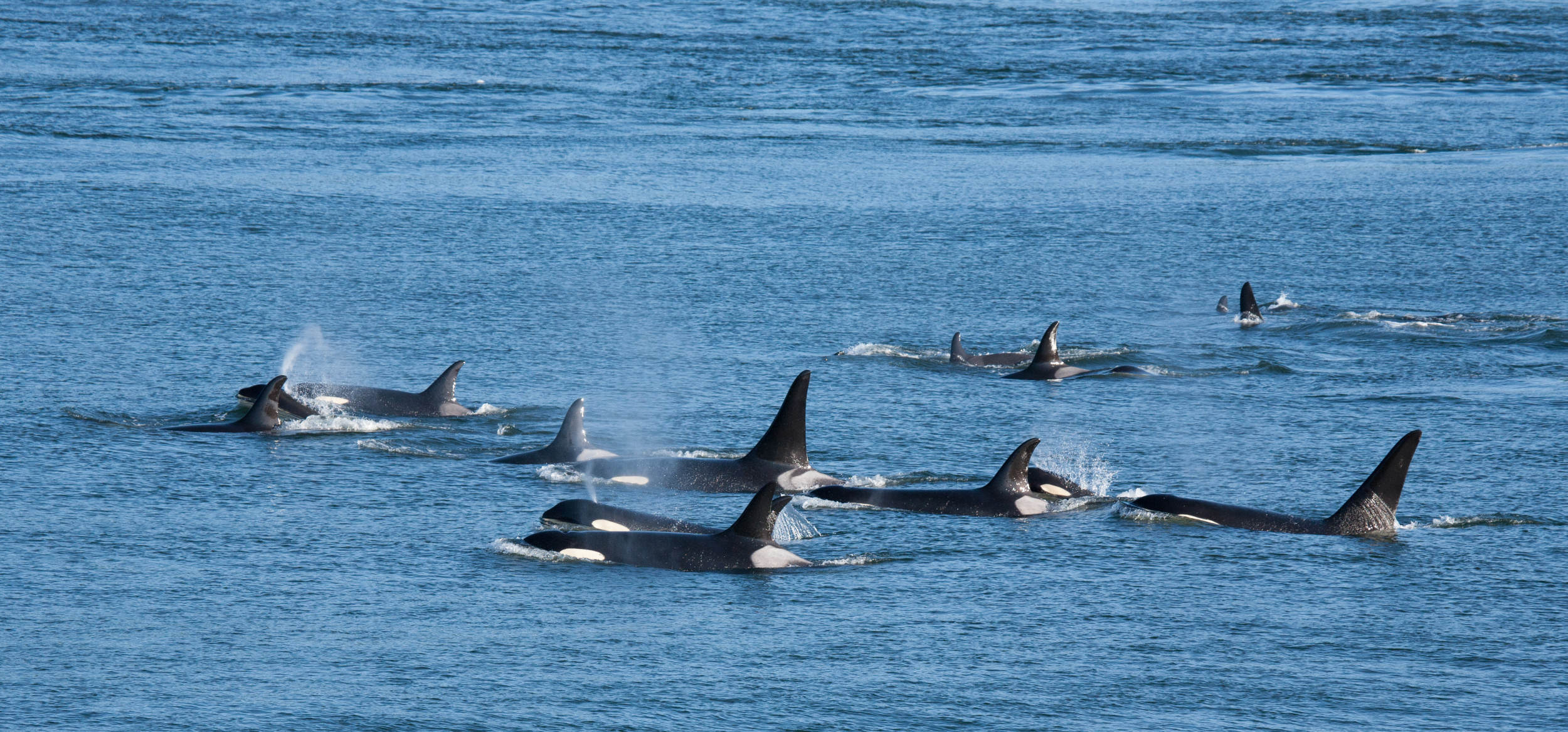 Orcas Pod Orcas Pod