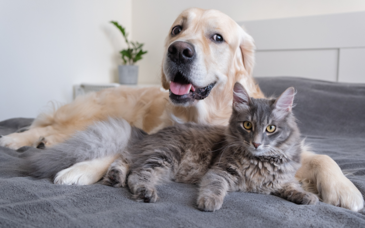 Cat Steps In to ‘Protect’ Golden Retriever From Big Feline in Cute Video