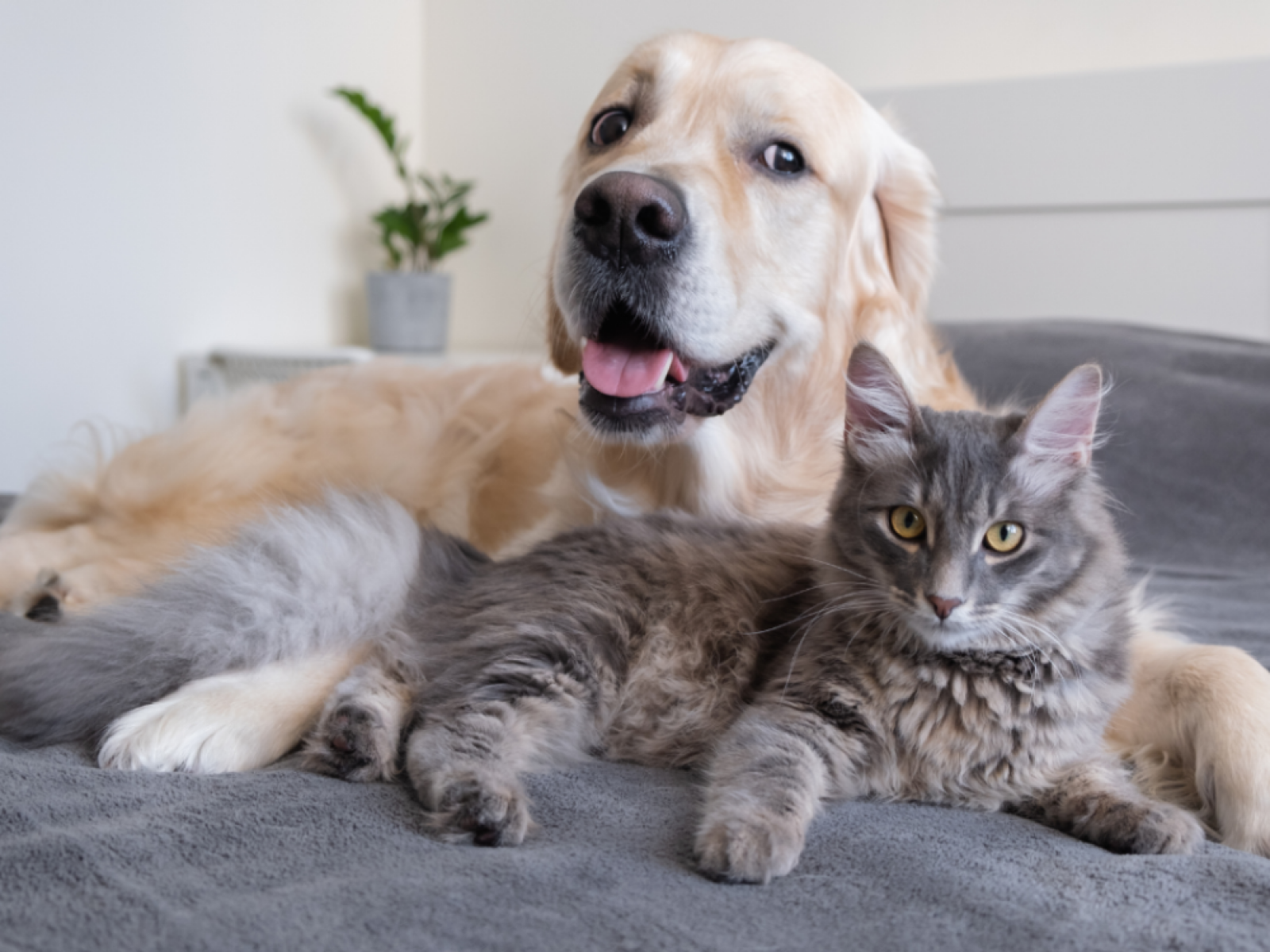 Golden retriever and deals cats