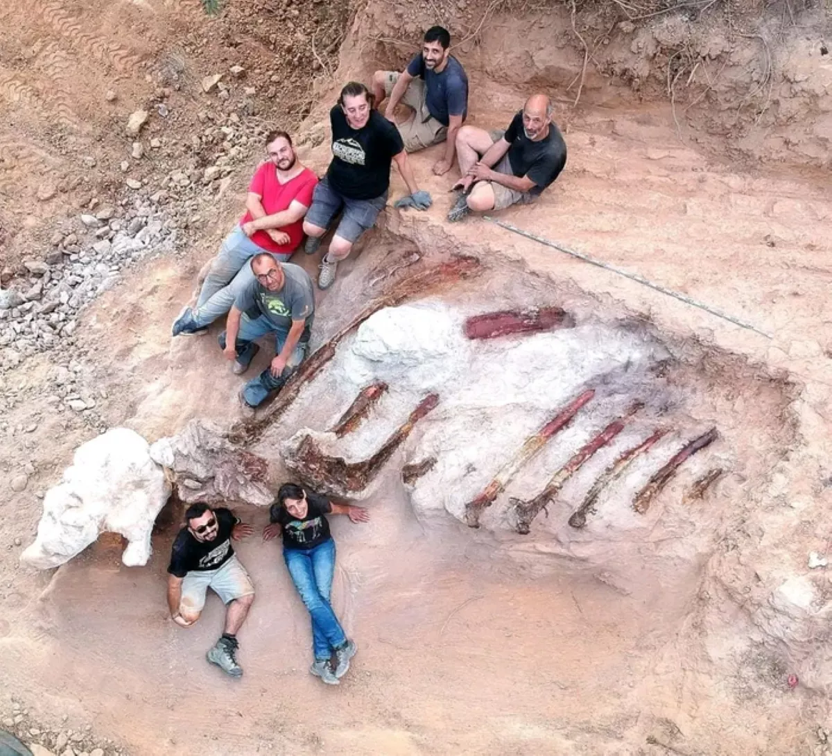 Giant Dinosaur Over 80ft Long Discovered in Man's Backyard - Vimarsana News