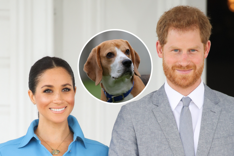 Meghan Markle and Prince Harry Adopt Beagle