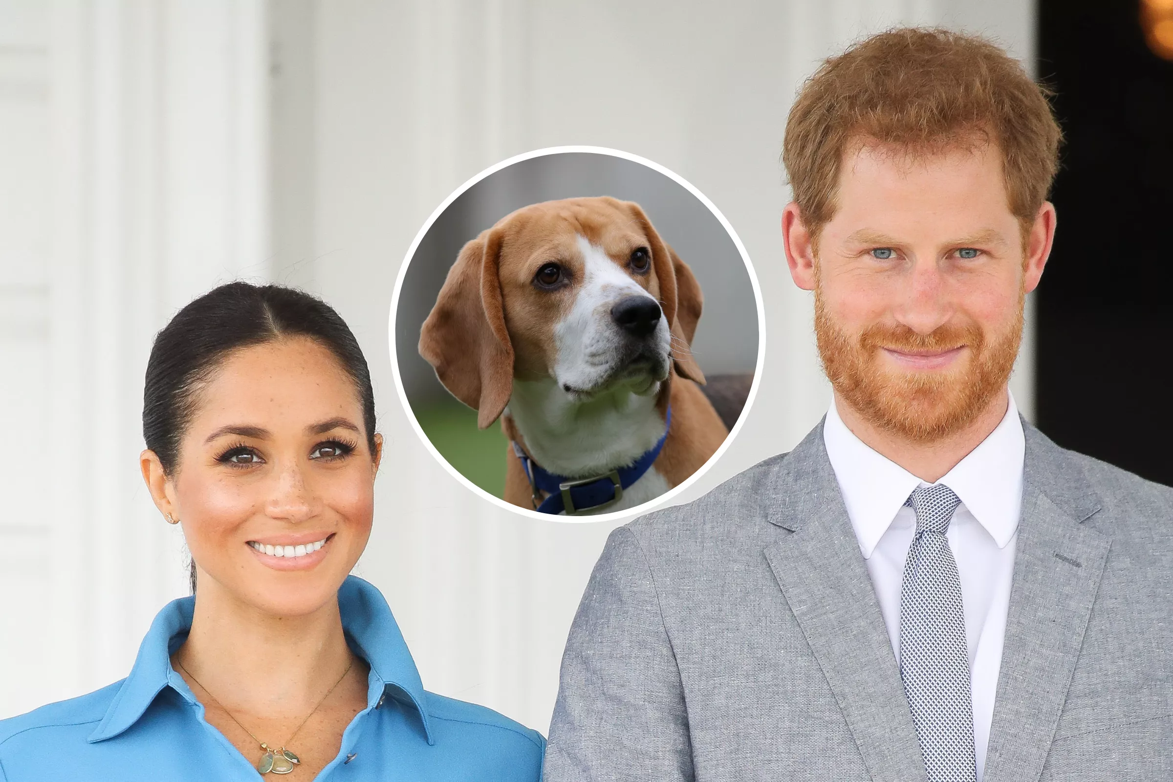 Meghan and Harry Welcome New Rescue Beagle to Montecito Home - Vimarsana News