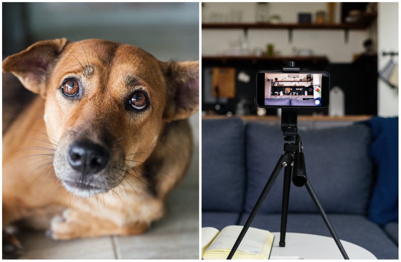 Camera and dog