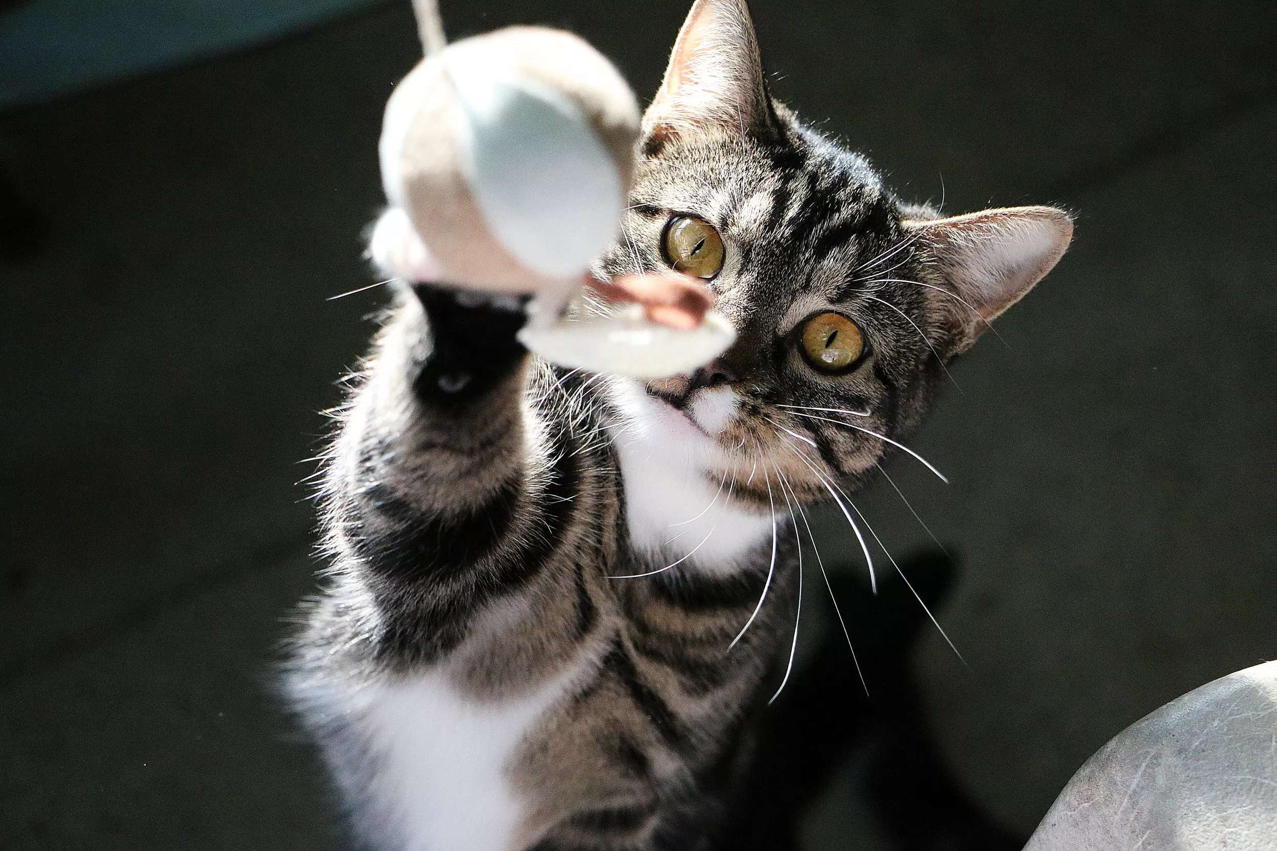 Cat Thief Stealing From Neighbor Has Viewers in Stitches: 'Stupidly Funny' - Vimarsana News
